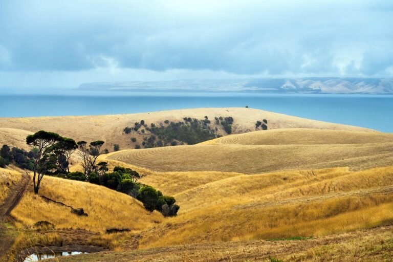 coast ocean sky kangaroo island trees nature australia agriculture landscape blue sky yellow blue
