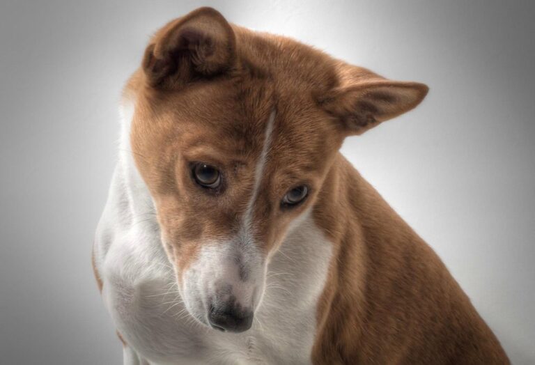 dog animal basenji dog picture pet sorry