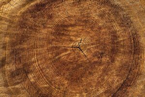 annual rings free wallpaper 4k wallpaper free background tree hd wallpaper texture mac wallpaper wallpaper 4k cool backgrounds structure beautiful wallpaper 4k wallpaper 1920x1080 wood wallpaper hd pattern full hd wallpaper nature desktop backgrounds laptop wallpaper windows wallpaper background