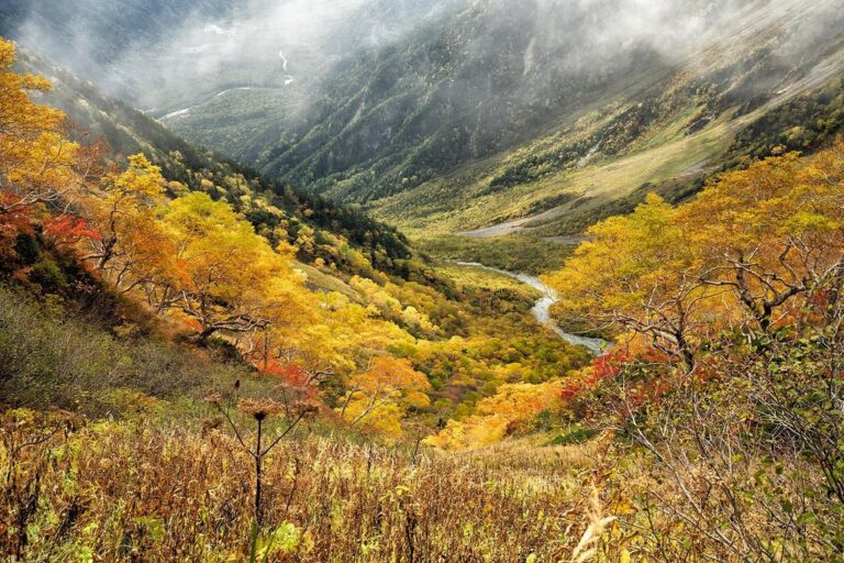 natural autumn nature yellow leaves autumnal leaves mountain valley forest meadow subalpine zone japanese alps japan