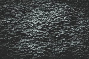 Black and white image of dense foliage creating a textured pattern. Perfect for backgrounds.